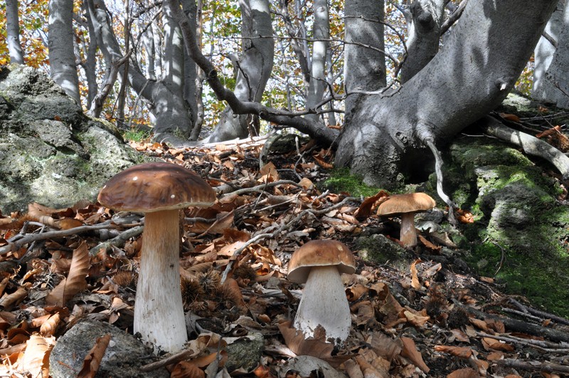 Boletus edulis DSC_3852 reg [800].JPG