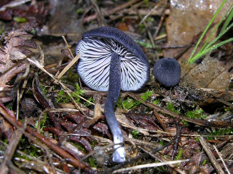 Entoloma corvinum.jpg