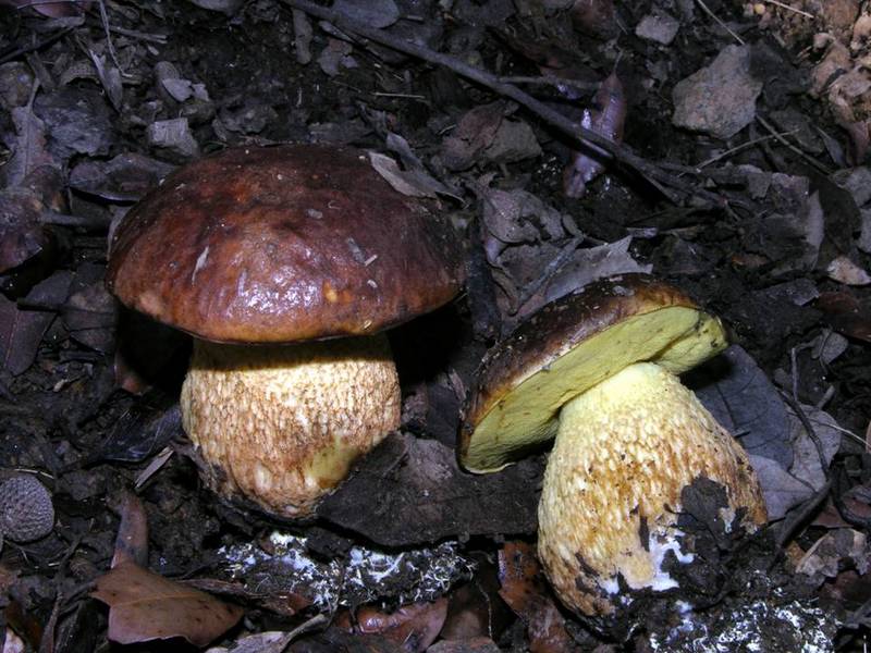 Leccinum corsicum-2.jpg