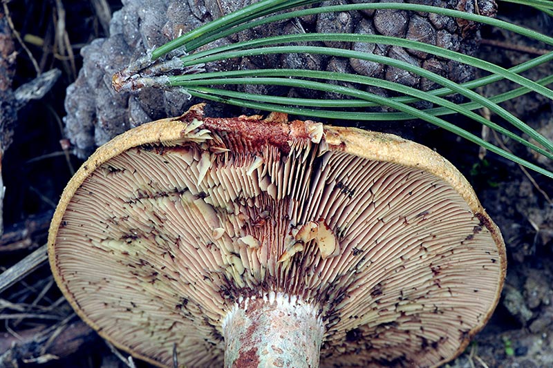 4Lactarius-sanguifluus.jpg