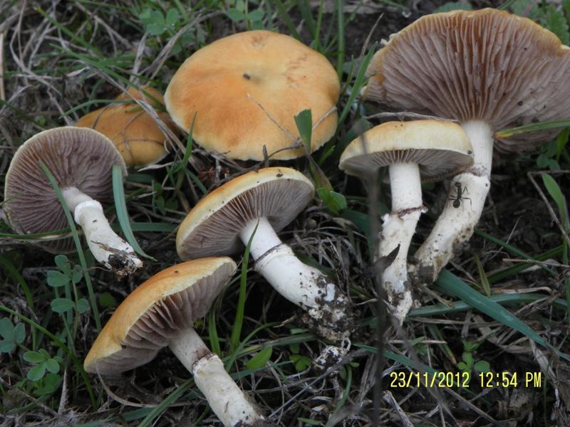 Stropharia coronilla