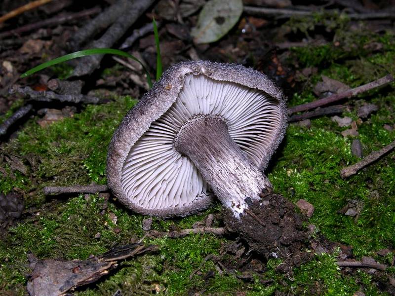 Tricholoma squarrulosum-2.jpg