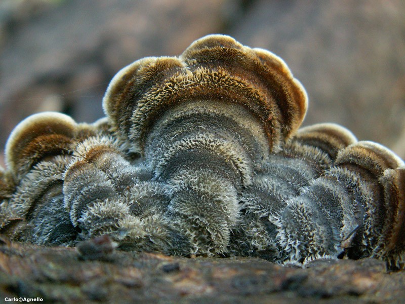 Auricularia mesenterica (5).jpg