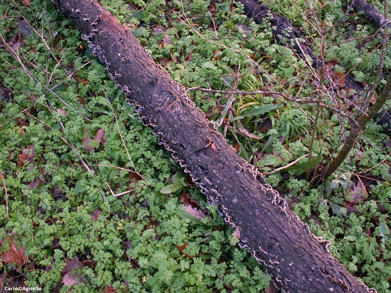 Auricularia mesenterica (6).jpg