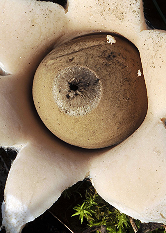 3Geastrum-nanum.jpg