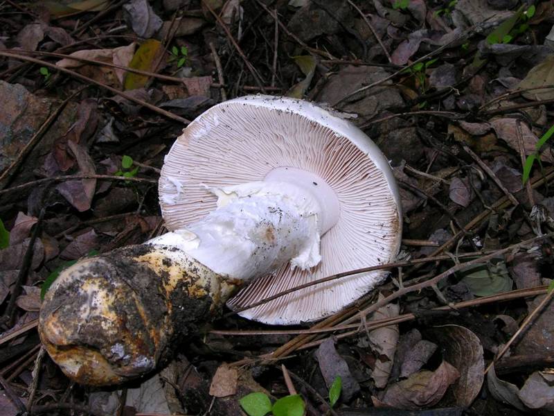 Amanita proxima-2.jpg