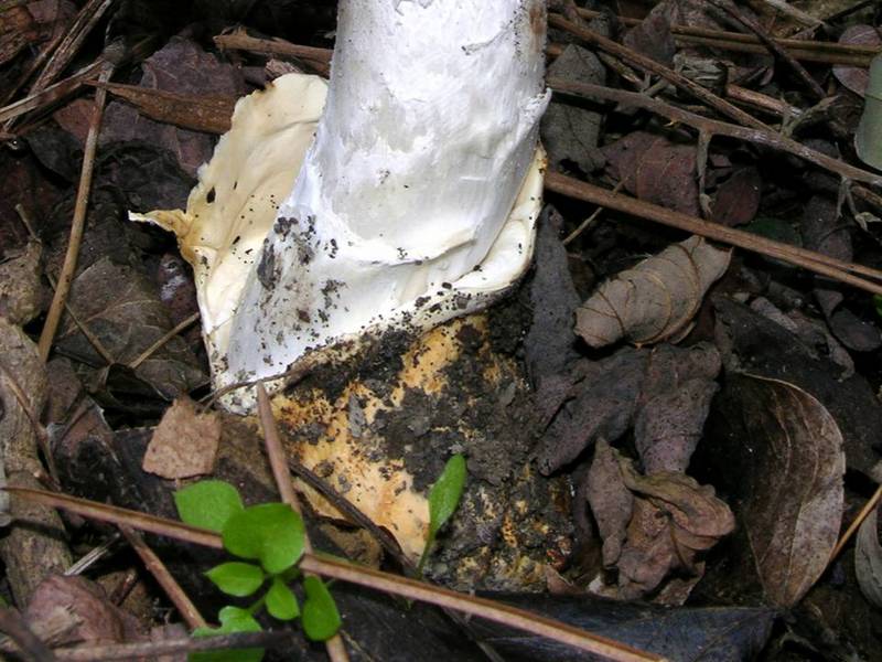 Amanita proxima-4.jpg