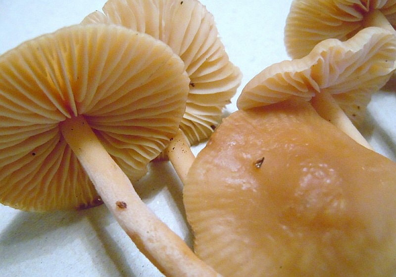 Marasmius_oreades.JPG