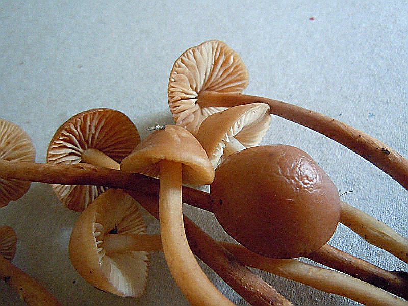 Marasmius_ oreades.JPG