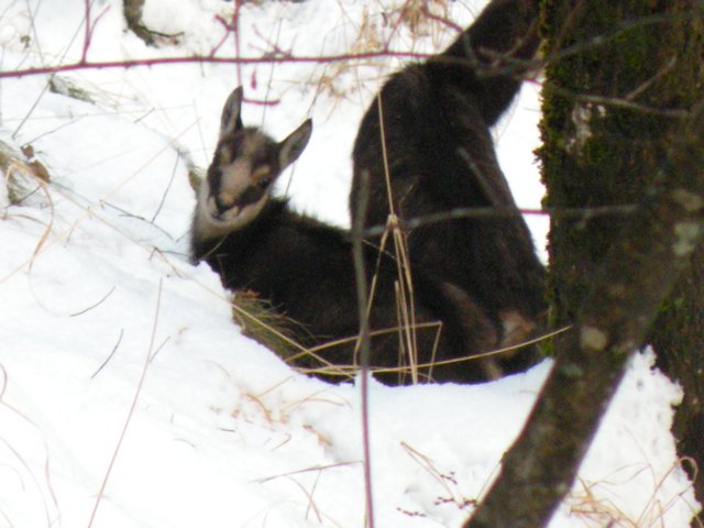 DSCN9402Camoscia con corna storte  e il suo Piccolo dell'anno Foto Eliarte-Spruga.jpg