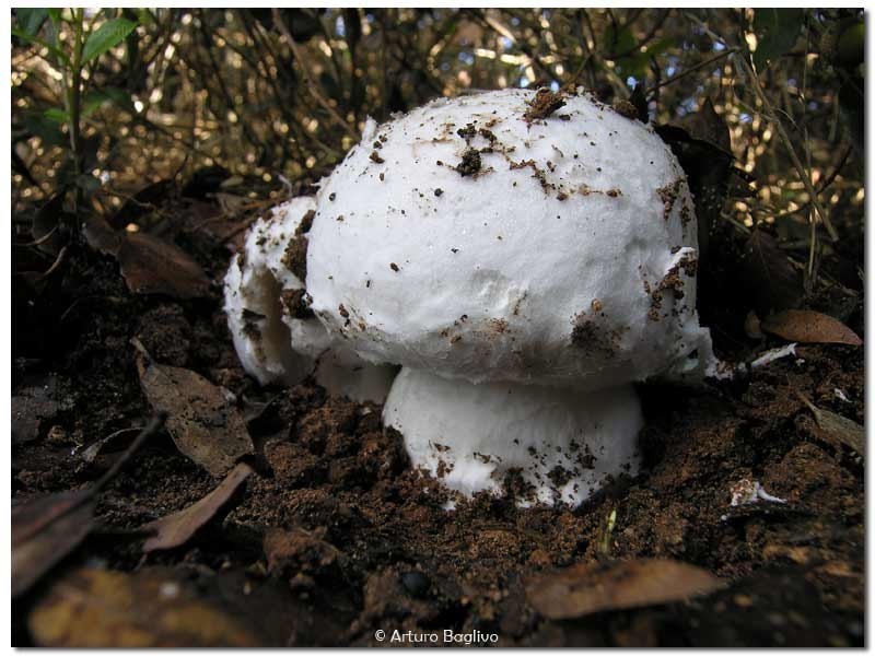 Amanita strobiliformis fo.pellita.jpg