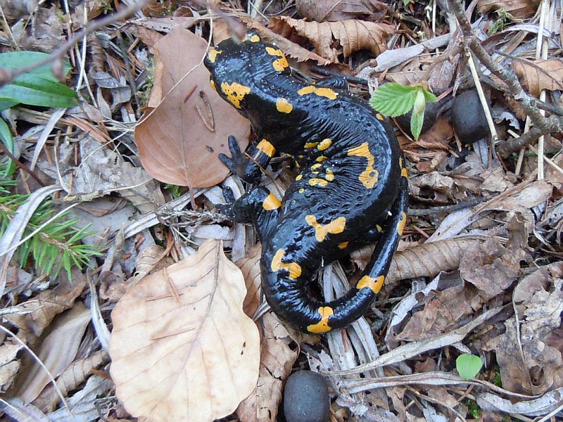 Salamandra_salamamndra.JPG