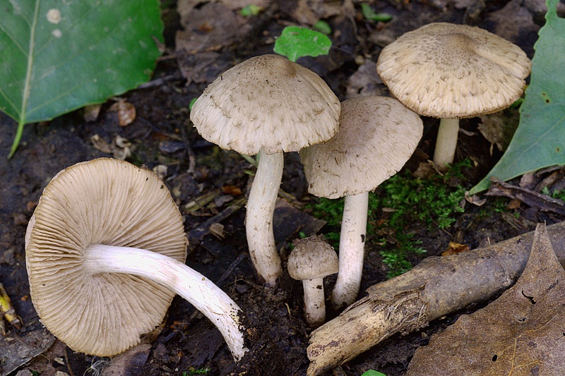 Psathyrella melanthina DSC_4793 -1 reg [800].jpg