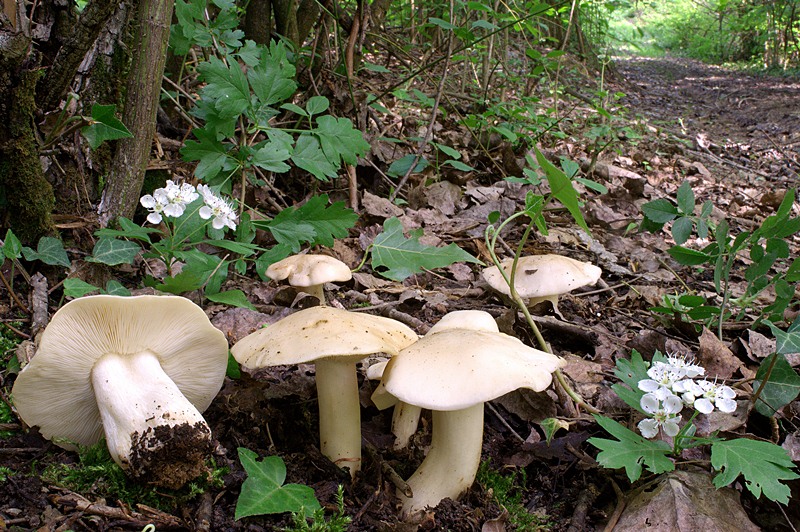 Calocybe gambosa DSC_4771 -1 [800].jpg