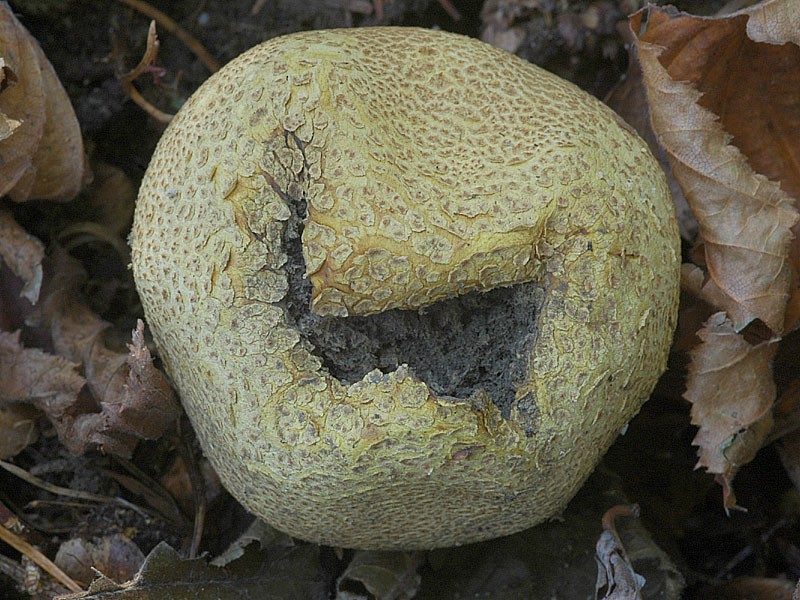Scleroderma citrinum Pers.