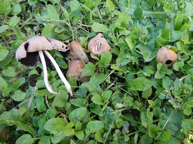 Coprinellus_ micaceus.JPG