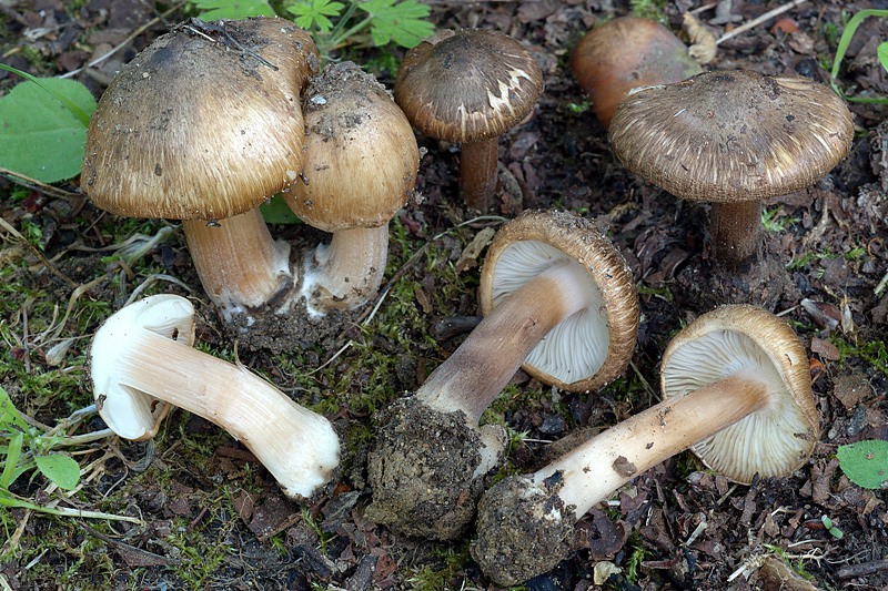 Inocybe4 DSC_4954 -1 reg [800].jpg