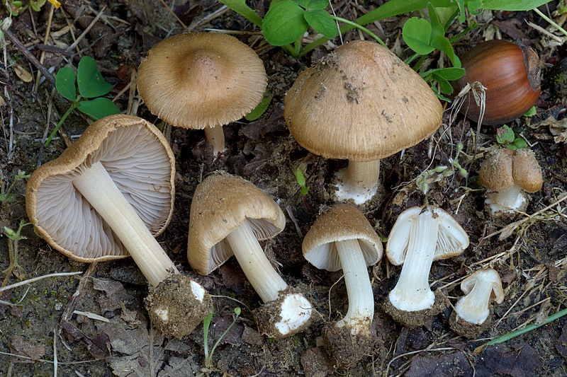 Inocybe1 DSC_4940 -1 [800].jpg