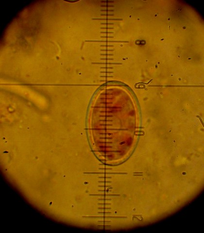 Pyronema domesticum (Sowerby) Sacc.,  (2).jpg