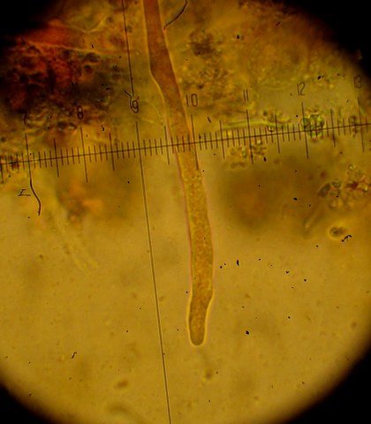 Pyronema domesticum (Sowerby) Sacc.,  (3).jpg