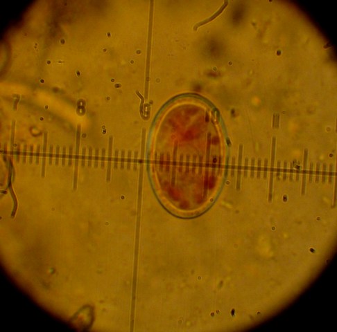 Pyronema domesticum (Sowerby) Sacc.,  (5).jpg
