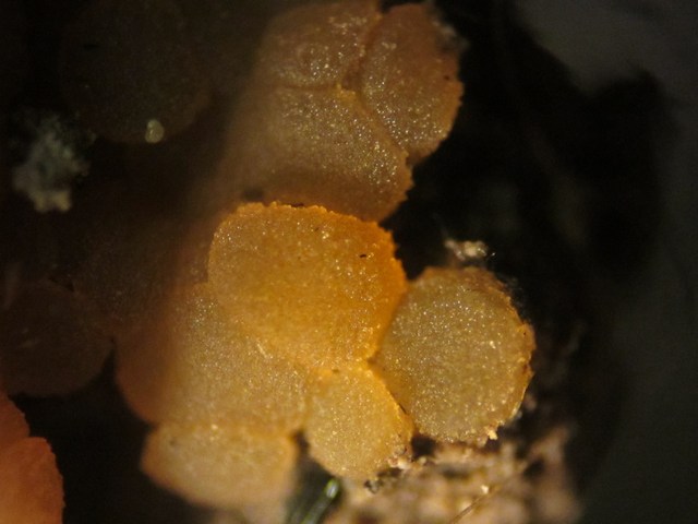 Pyronema domesticum (Sowerby) Sacc., .jpg