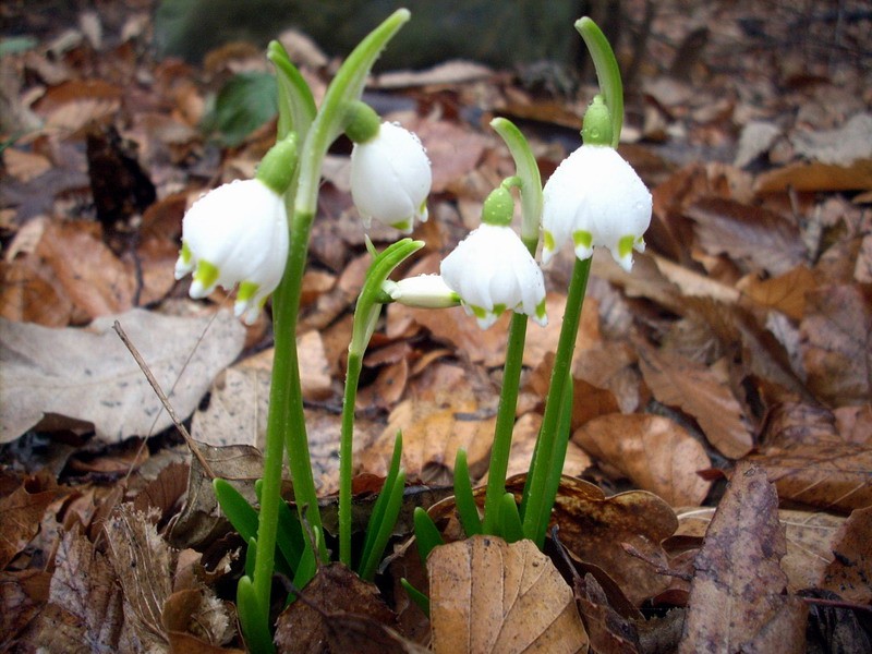 Leucojum vernum 1.jpg