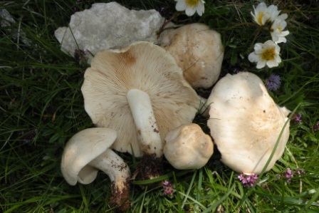 Calocybe gambosa Faido (Molare Stou) 2013 (6).JPG