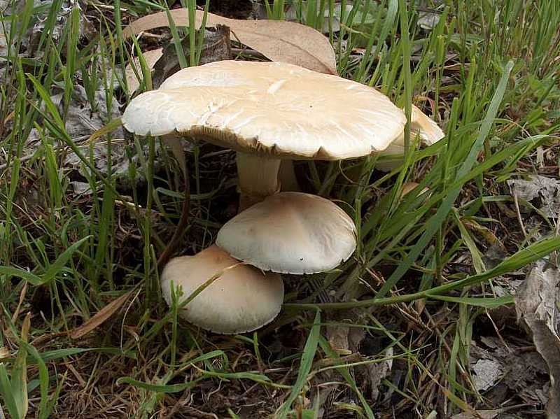 Agrocybe aegerita (6).jpg