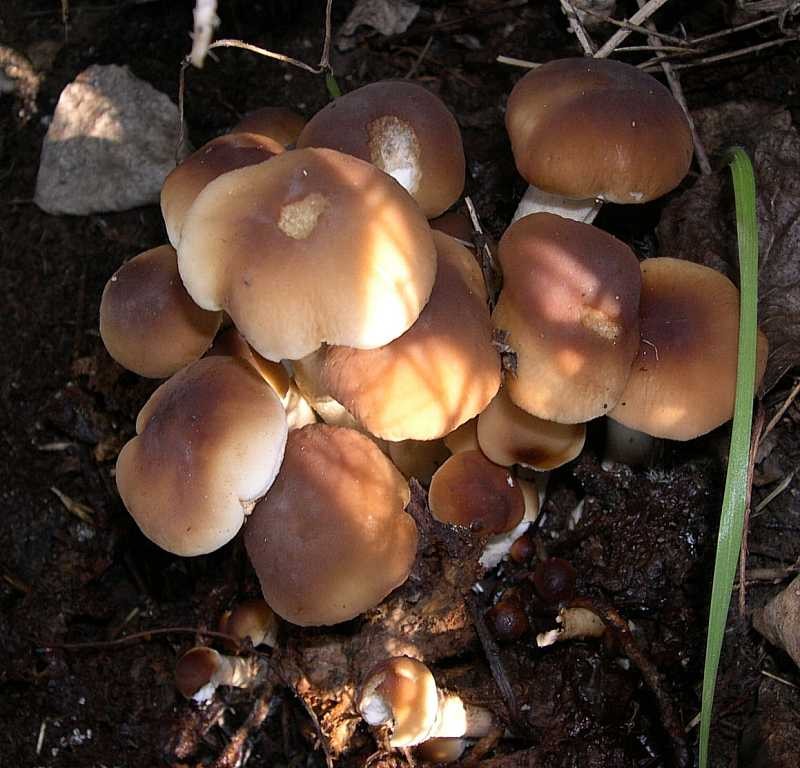 Agrocybe aegerita (44).JPG