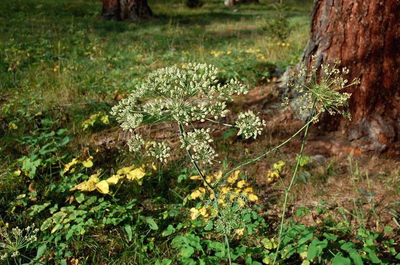 Laserpitium latifolium 2.jpg