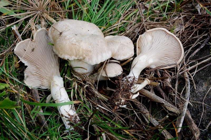 Pleurotus eryngii var. 4.jpg