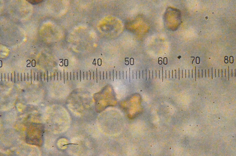 Inocybe pseudoasperospora var. microsperma Faido (Matengo) 2013 (4).JPG