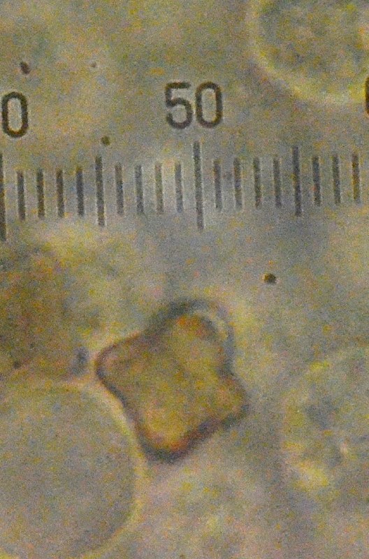 Inocybe pseudoasperospora var. microsperma Faido (Matengo) 2013 (5).JPG