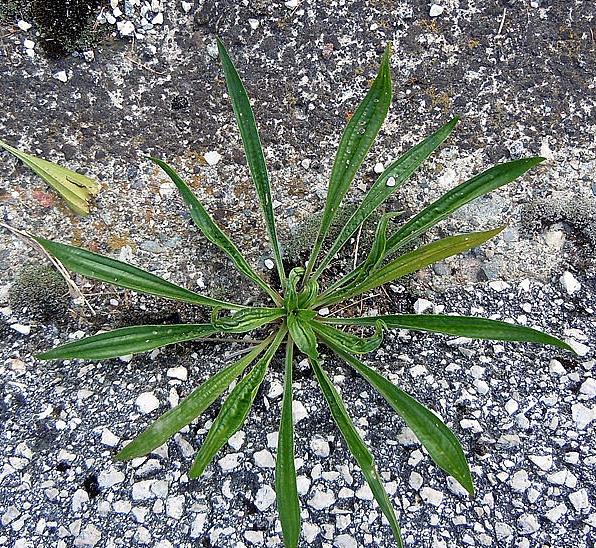 Plantago_lanceolata.jpg