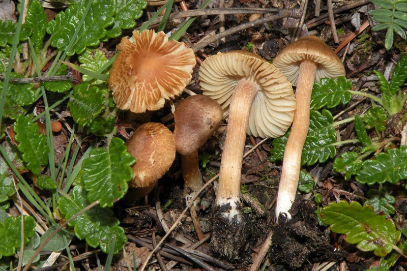 Inocybe catalaunica Blenio (Casaccia) 2013 (1).JPG