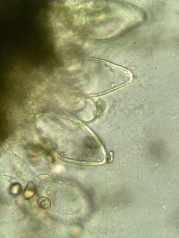 Inocybe catalaunica cheilocistidi Blenio (Casaccia) 2013 (13).jpg