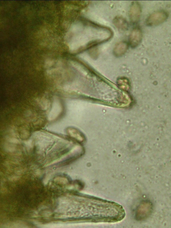 Inocybe catalaunica cheilocistidi Blenio (Casaccia) 2013 (14).jpg