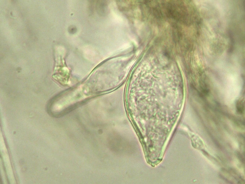 Inocybe catalaunica caulocistidi Blenio (Casaccia) 2013 (9).jpg