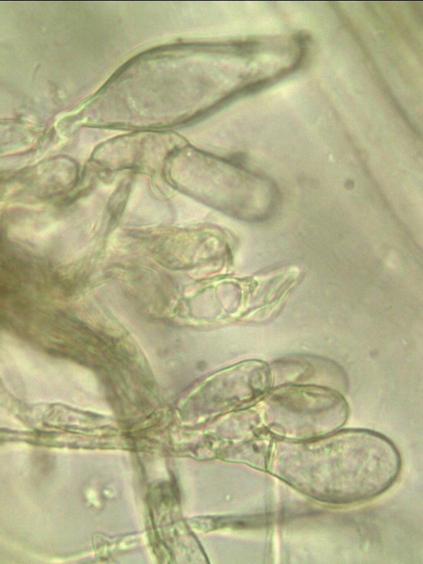Inocybe catalaunica caulocistidi Blenio (Casaccia) 2013 (11).jpg