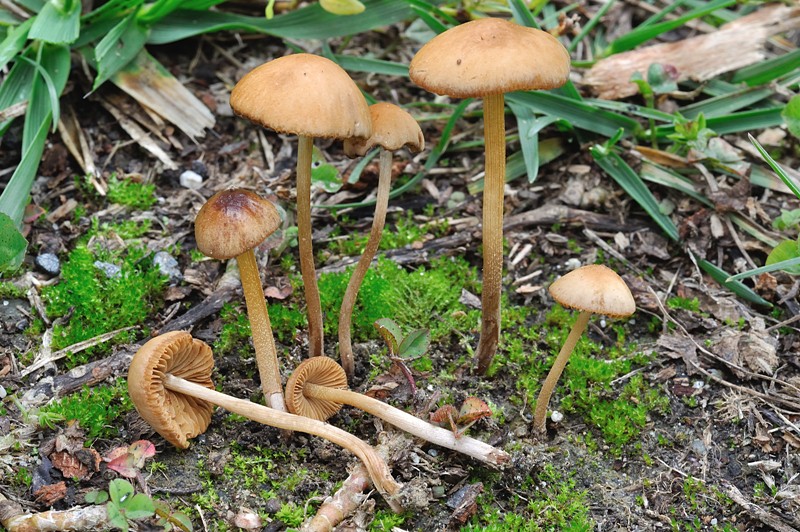 Conocybe DSC_5587 reg [800].jpg