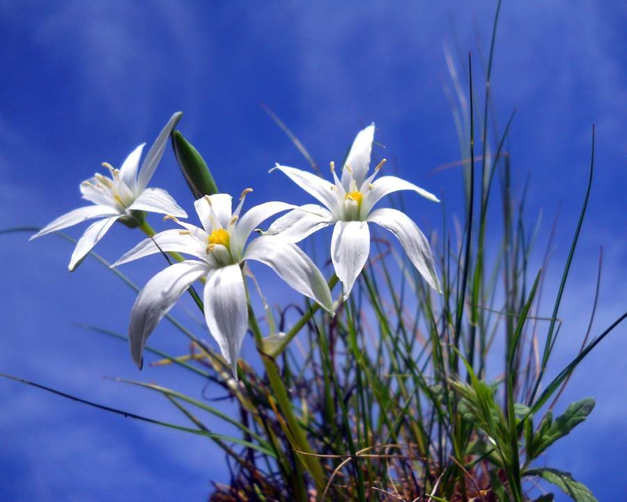 Ornithogalum-umbellatum-L..jpg