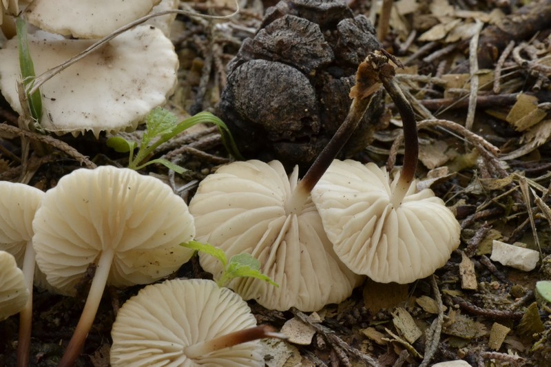 Marasmius sp. 2.jpg