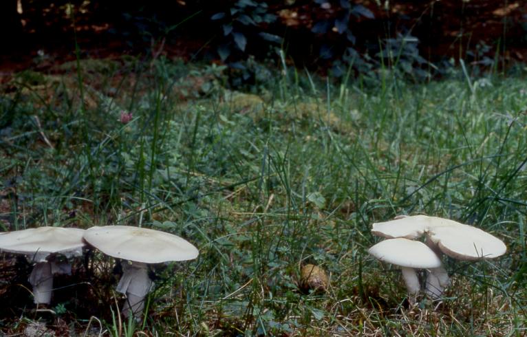 Agaricus sylvicola 5.jpg