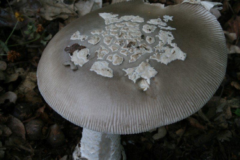 Amanita mairei.jpg