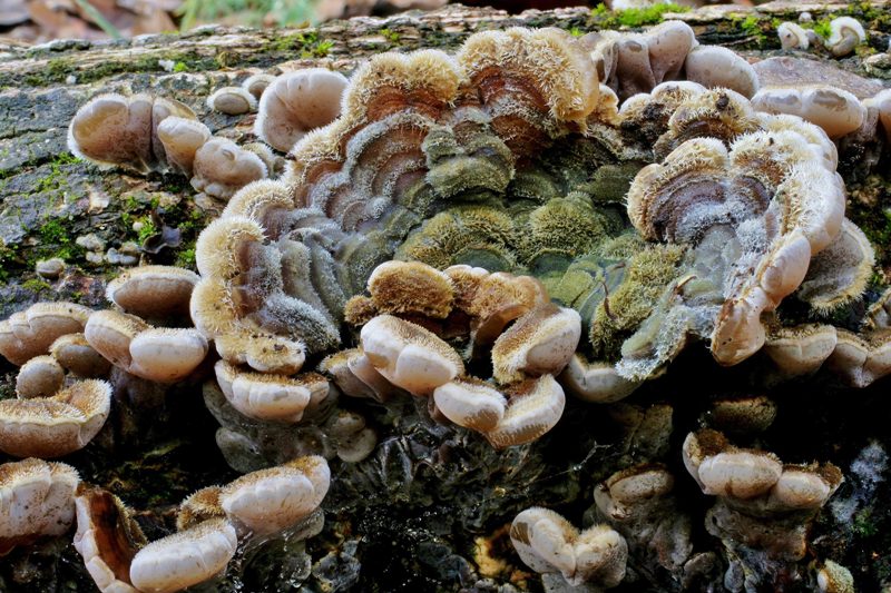 Auricularia mesenterica 3.jpg