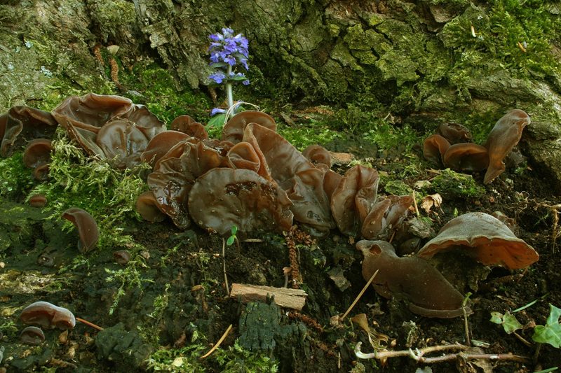 Auricularia auricula-judae 7.jpg