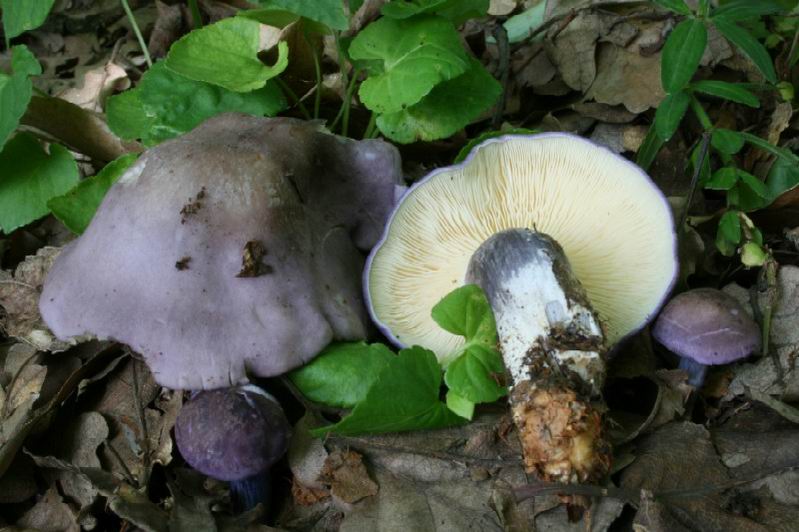 Rugosomyces   ionides 1.jpg