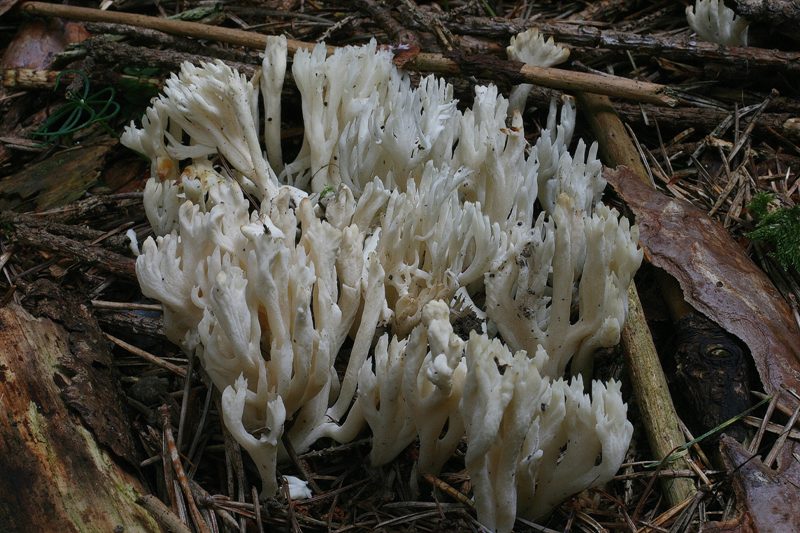 Clavulina coralloides 1.JPG