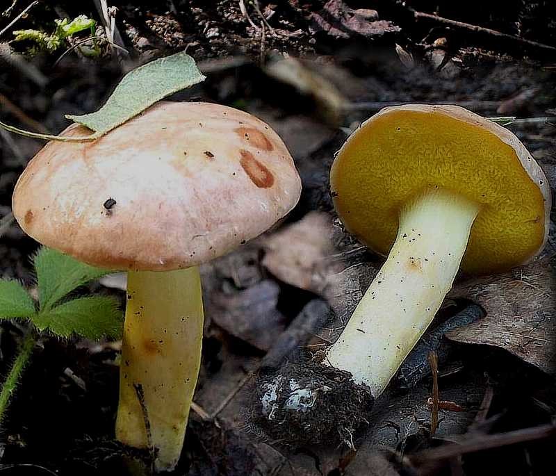 Aureoboletus gentilis (6).JPG